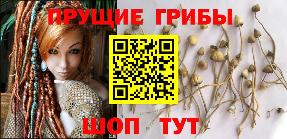 Псилоцибиновые грибы Psilocybe Мелеуз